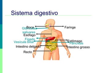 Sistema digestivo
Boca
Glândulas
salivares
Esófago
Fígado
Vesícula biliar
Intestino delgado
Recto

Faringe

Estômago
Pâncreas
Intestino grosso

 