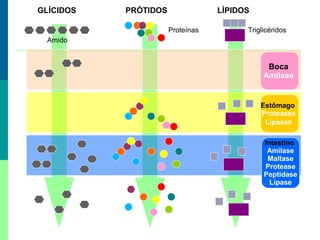 GLÍCIDOS

PRÓTIDOS

LÍPIDOS
Proteínas

Triglicéridos

Amido

Boca
Amilase

Estômago
Proteases
Lipases
Intestino
Amilase
Maltase
Protease
Peptidase
Lipase

 