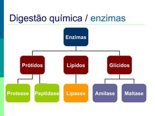Digestão química / enzimas
Enzimas

Prótidos

Protease

Peptidase

Lípidos

Lípases

Glícidos

Amilase

Maltase

 