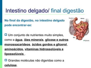 Intestino delgado/ final digestão
Jejuno

No final da digestão, no intestino delgado
pode encontrar-se:
 Um conjunto de nutrientes muito simples,
como a água, iões minerais, glicose e outros
monossacarídeos, ácidos gordos e glicerol,
aminoácidos, vitaminas hidrossolúveis e
lipossolúveis .
 Grandes moléculas não digeridas como a
celulose.

Íleo

 