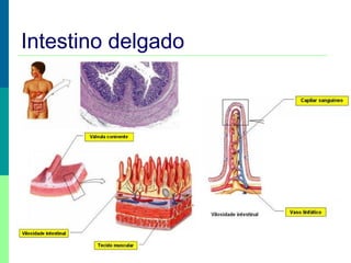 Intestino delgado

 