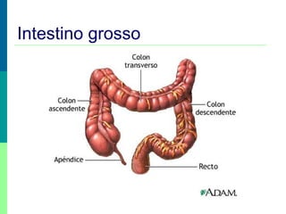 Intestino grosso

 