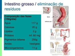 Intestino grosso / eliminação de
resíduos
Composição das fezes
(150g/dia)

Recto

Água

117 g

Celulose

20 g

Lípidos

2g

Prótidos

Inf. 60 mg

Pigmentos biliares
Amido
Microorganismos

250g
Vestígios
11 g

Esfíncter anal

 
