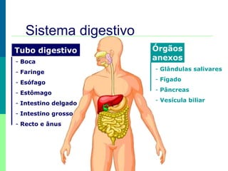 Sistema digestivo
Tubo digestivo
- Boca
- Faringe
- Esófago
- Estômago
- Intestino delgado
- Intestino grosso
- Recto e ânus

Órgãos
anexos
- Glândulas salivares
- Fígado
- Pâncreas
- Vesícula biliar

 