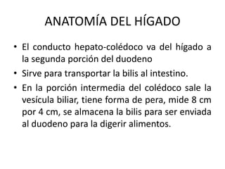 Sistema digestivo | PPTX