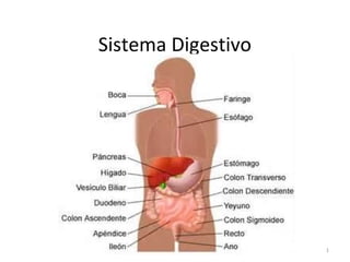 Sistema Digestivo

1

 