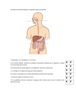 2.Escribe el nombre del órgano en la gráfica según corresponda:
3. Responde V si es Verdadero y F si es Falso
a).El intestino delgado absorber los productos alimenticios liberados por la digestión y además
sirve para almacenar las heces.
b).las funciones del sistema digestivo son deglución, salivación, masticación.
c). el esófago es el órgano más largo del sistema digestivo.
d). la bilis es secretada por los riñones para facilitar la absorción de nutrientes.
e).el proceso digestivo termina en el ano.
f). Las glándulas salivares comienzan a segregar saliva incluso antes de que el alimento entre
dentro de la boca.
V F
V F
V F
V F
V F
V F
 