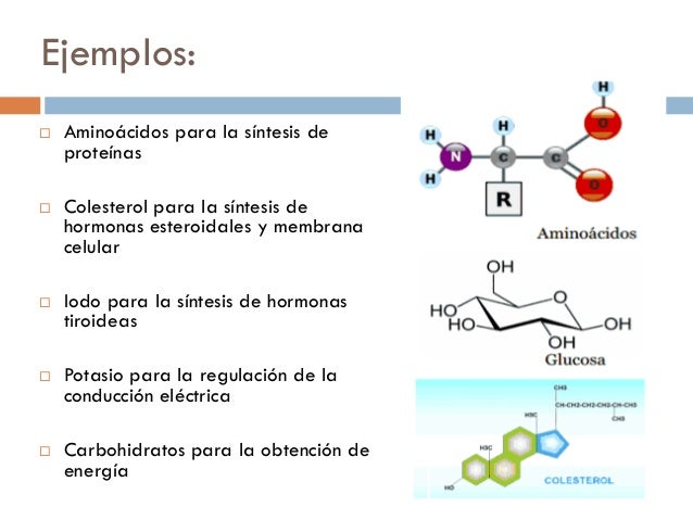 Sistema digestivo Sistema digestivo