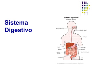 Sistema
Digestivo
 