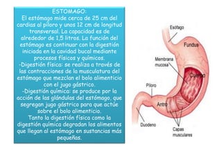 ESTOMAGO: 
El estómago mide cerca de 25 cm del 
cardias al píloro y unos 12 cm de longitud 
transversal. La capacidad es de 
alrededor de 1,5 litros. La función del 
estómago es continuar con la digestión 
iniciada en la cavidad bucal mediante 
procesos físicos y químicos. 
-Digestión física: se realiza a través de 
las contracciones de la musculatura del 
estómago que mezclan el bolo alimenticio 
con el jugo gástrico. 
-Digestión química: se produce por la 
acción de las glándulas del estómago, que 
segregan jugo gástrico para que actúe 
sobre el bolo alimenticio. 
Tanto la digestión física como la 
digestión química degradan los alimentos 
que llegan al estómago en sustancias más 
pequeñas. 
 