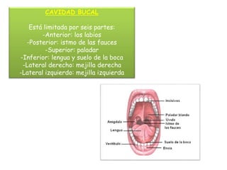 CAVIDAD BUCAL 
Está limitada por seis partes: 
-Anterior: los labios 
-Posterior: istmo de las fauces 
-Superior: paladar 
-Inferior: lengua y suelo de la boca 
-Lateral derecho: mejilla derecha 
-Lateral izquierdo: mejilla izquierda 
 