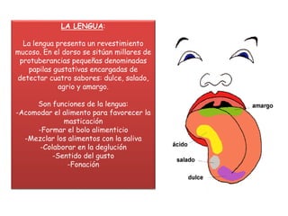 LA LENGUA: 
La lengua presenta un revestimiento 
mucoso. En el dorso se sitúan millares de 
protuberancias pequeñas denominadas 
papilas gustativas encargadas de 
detectar cuatro sabores: dulce, salado, 
agrio y amargo. 
Son funciones de la lengua: 
-Acomodar el alimento para favorecer la 
masticación 
-Formar el bolo alimenticio 
-Mezclar los alimentos con la saliva 
-Colaborar en la deglución 
-Sentido del gusto 
-Fonación 
 