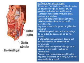 GLÁNDULAS SALIVALES: 
Tienen por función la secreción de saliva. 
De acuerdo al tipo de secreción, las 
glándulas salivales se clasifican en: 
-Serosas: sus células producen agua, 
enzimas y proteínas. 
-Mucosas: células que segregan moco. 
-Mixtas: ambos tipos de secreción 
(seromucosa). 
Hay tres pares principales de glándulas 
salivales: 
1-Glándulas parótidas: ubicadas debajo 
de los oídos. La secreción es de tipo 
serosa. 
2-Glándulas submaxilares: debajo del 
maxilar inferior. La secreción es 
seromucosa. 
3-Glándulas sublinguales: debajo de la 
lengua. La secreción también es 
seromucosa. 
Además, existen numerosas glándulas 
pequeñas dispersas en la lengua, y en las 
mucosas labial y bucal. 
 