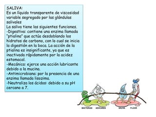 SALIVA: 
Es un líquido transparente de viscosidad 
variable segregado por las glándulas 
salivales 
La saliva tiene las siguientes funciones. 
-Digestiva: contiene una enzima llamada 
“ptialina” que actúa desdoblando los 
hidratos de carbono, con lo cual se inicia 
la digestión en la boca. La acción de la 
ptialina es insignificante, ya que es 
inactivada rápidamente por la acidez 
estomacal. 
-Mecánica: ejerce una acción lubricante 
debido a la mucina. 
-Antimicrobiana: por la presencia de una 
enzima llamada lisozima. 
-Neutraliza los ácidos: debido a su pH 
cercano a 7. 
 