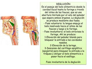 DEGLUCIÓN 
Es el pasaje del bolo alimenticio desde la 
cavidad bucal hasta la faringe a través 
del istmo de las fauces, que es una 
abertura limitada por el velo del paladar 
que separa ambos órganos. La deglución 
se produce mediante dos fases. 
- Fase voluntaria: la lengua empuja el 
bolo insalivado hacia el istmo de las 
fauces y luego a la faringe. 
- Fase involuntaria: el bolo atraviesa la 
faringe. Ahí se produce: 
1-Elevación del paladar blando para 
bloquear la entrada a las cavidades 
nasales. 
2-Elevación de la laringe. 
3-Descenso del cartílago epiglótico 
(epiglotis) para bloquear la entrada a la 
tráquea y obligar al bolo alimenticio a 
pasar hacia el esófago. 
Fase involuntaria de la deglución 
 