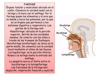 FARINGE 
Órgano tubular y musculoso ubicado en el 
cuello. Comunica la cavidad nasal con la 
laringe y la boca con el esófago. Por la 
faringe pasan los alimentos y el aire que 
va desde y hacia los pulmones, por lo que 
es un órgano que pertenece a los 
sistemas digestivo y respiratorio. Las 
partes de la faringe son: 
-Nasofaringe: ubicada en la porción 
superior, detrás de las cavidades 
nasales. Se conecta con los oídos a 
través de las trompas de Eustaquio. 
-Bucofaringe (orofaringe): se ubica en la 
parte media. Se comunica con la cavidad 
bucal mediante el istmo de las fauces. 
-Laringofaringe: es la porción inferior. 
Rodea a la laringe hasta la entrada del 
esófago. 
La epiglotis marca el límite entre la 
bucofaringe y la laringofaringe. 
Las funciones de la faringe son: 
deglución, respiración fonación y audición 
 