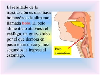 El resultado de la 
masticación es una masa 
homogénea de alimento 
llamada bolo. El bolo 
alimenticio atraviesa el 
esófago, un grueso tubo 
por el que demora en 
pasar entre cinco y diez 
segundos, e ingresa al 
estómago. 
Bolo 
alimenticio 
 