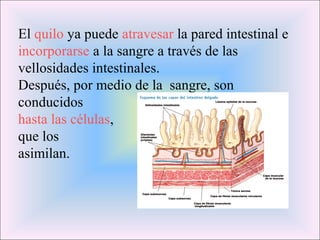 El quilo ya puede atravesar la pared intestinal e 
incorporarse a la sangre a través de las 
vellosidades intestinales. 
Después, por medio de la sangre, son 
conducidos 
hasta las células, 
que los 
asimilan. 
 