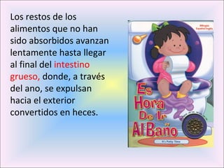 Los restos de los 
alimentos que no han 
sido absorbidos avanzan 
lentamente hasta llegar 
al final del intestino 
grueso, donde, a través 
del ano, se expulsan 
hacia el exterior 
convertidos en heces. 
 