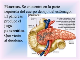 Páncreas. Se encuentra en la parte 
izquierda del cuerpo debajo del estómago. 
El páncreas 
produce el 
jugo 
pancreático. 
Que vierte 
al duodeno. 
 