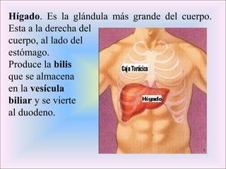 Hígado. Es la glándula más grande del cuerpo. 
Esta a la derecha del 
cuerpo, al lado del 
estómago. 
Produce la bilis 
que se almacena 
en la vesícula 
biliar y se vierte 
al duodeno. 
 