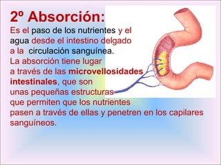 2º Absorción: 
Es el paso de los nutrientes y el 
agua desde el intestino delgado 
a la circulación sanguínea. 
La absorción tiene lugar 
a través de las microvellosidades 
intestinales, que son 
unas pequeñas estructuras 
que permiten que los nutrientes 
pasen a través de ellas y penetren en los capilares 
sanguíneos. 
 