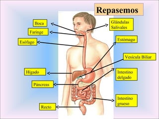 Glándulas 
Salivales 
Boca 
Faringe 
Esófago Estómago 
Vesícula Biliar 
Intestino 
delgado 
Hígado 
Recto 
Intestino 
grueso 
Páncreas 
Repasemos 
 