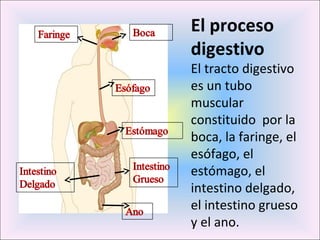 El proceso 
digestivo 
El tracto digestivo 
es un tubo 
muscular 
constituido por la 
boca, la faringe, el 
esófago, el 
estómago, el 
intestino delgado, 
el intestino grueso 
y el ano. 
 