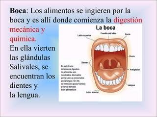 Boca: Los alimentos se ingieren por la 
boca y es allí donde comienza la digestión 
mecánica y 
química. 
En ella vierten 
las glándulas 
Salivales, se 
encuentran los 
dientes y 
la lengua. 
 