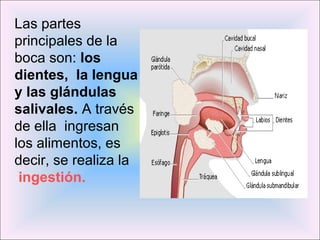 Las partes 
principales de la 
boca son: los 
dientes, la lengua 
y las glándulas 
salivales. A través 
de ella ingresan 
los alimentos, es 
decir, se realiza la 
ingestión. 
 