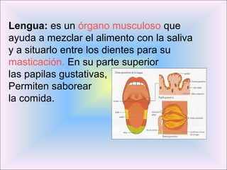 Lengua: es un órgano musculoso que 
ayuda a mezclar el alimento con la saliva 
y a situarlo entre los dientes para su 
masticación. En su parte superior 
las papilas gustativas, 
Permiten saborear 
la comida. 
 