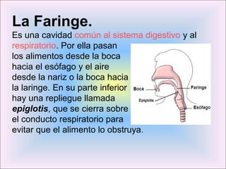 La Faringe. 
Es una cavidad común al sistema digestivo y al 
respiratorio. Por ella pasan 
los alimentos desde la boca 
hacia el esófago y el aire 
desde la nariz o la boca hacia 
la laringe. En su parte inferior 
hay una repliegue llamada 
epiglotis, que se cierra sobre 
el conducto respiratorio para 
evitar que el alimento lo obstruya. 
 