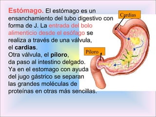 Estómago. El estómago es un
ensanchamiento del tubo digestivo con
forma de J. La entrada del bolo
alimenticio desde el esófago se
realiza a través de una válvula,
el cardias.
Otra válvula, el píloro,
da paso al intestino delgado.
Ya en el estomago con ayuda
del jugo gástrico se separan
las grandes moléculas de
proteínas en otras más sencillas.
Cardias
Píloro
 