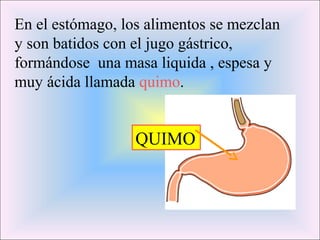 En el estómago, los alimentos se mezclan
y son batidos con el jugo gástrico,
formándose una masa liquida , espesa y
muy ácida llamada quimo.
QUIMO
 