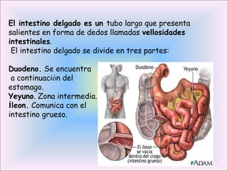 El intestino delgado es un tubo largo que presenta
salientes en forma de dedos llamadas vellosidades
intestinales.
El intestino delgado se divide en tres partes:
Duodeno. Se encuentra
a continuación del
estomago.
Yeyuno. Zona intermedia.
Íleon. Comunica con el
intestino grueso.
.
 