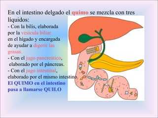 En el intestino delgado el quimo se mezcla con tres
líquidos:
- Con la bilis, elaborada
por la vesícula biliar
en el hígado y encargada
de ayudar a digerir las
grasas.
- Con el jugo pancreático,
elaborado por el páncreas.
- Con el jugo intestinal,
elaborado por el mismo intestino.
El QUIMO en el intestino
pasa a llamarse QUILO
 