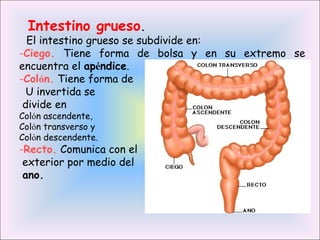 Intestino grueso.
El intestino grueso se subdivide en:
-Ciego. Tiene forma de bolsa y en su extremo se
encuentra el apéndice.
-Colón. Tiene forma de
U invertida se
divide en
Colón ascendente,
Colón transverso y
Colón descendente.
-Recto. Comunica con el
exterior por medio del
ano.
 