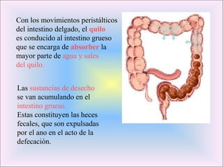 Con los movimientos peristálticos
del intestino delgado, el quilo
es conducido al intestino grueso
que se encarga de absorber la
mayor parte de agua y sales
del quilo.
Las sustancias de desecho
se van acumulando en el
intestino grueso.
Estas constituyen las heces
fecales, que son expulsadas
por el ano en el acto de la
defecación.
 