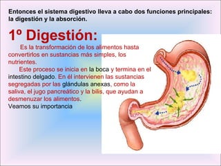 1º Digestión:
Es la transformación de los alimentos hasta
convertirlos en sustancias más simples, los
nutrientes.
Este proceso se inicia en la boca y termina en el
intestino delgado. En él intervienen las sustancias
segregadas por las glándulas anexas, como la
saliva, el jugo pancreático y la bilis, que ayudan a
desmenuzar los alimentos.
Veamos su importancia
Entonces el sistema digestivo lleva a cabo dos funciones principales:
la digestión y la absorción.
 