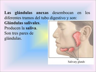 Las glándulas anexas desembocan en los
diferentes tramos del tubo digestivo y son:
Glándulas salivales.
Producen la saliva.
Son tres pares de
glándulas.
 