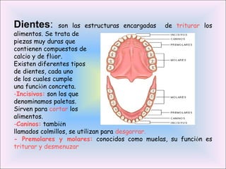 Dientes: son las estructuras encargadas de triturar los
alimentos. Se trata de
piezas muy duras que
contienen compuestos de
calcio y de flúor.
Existen diferentes tipos
de dientes, cada uno
de los cuales cumple
una función concreta.
-Incisivos: son los que
denominamos paletas.
Sirven para cortar los
alimentos.
-Caninos: también
llamados colmillos, se utilizan para desgarrar.
- Premolares y molares: conocidos como muelas, su función es
triturar y desmenuzar
 