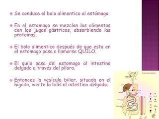  Se conduce el bolo alimentico al estómago. 
 En el estomago se mezclan los alimentos 
con los jugos gástricos, absorbiendo las 
proteínas. 
 El bolo alimentico después de que esta en 
el estomago pasa a llamarse QUILO. 
 El quilo pasa del estomago al intestino 
delgado a través del píloro. 
 Entonces la vesícula biliar, situada en el 
hígado, vierte la bilis al intestino delgado. 
 