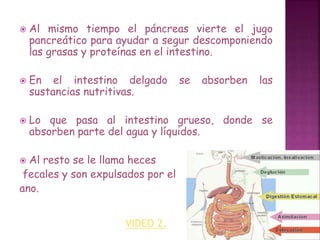  Al mismo tiempo el páncreas vierte el jugo 
pancreático para ayudar a segur descomponiendo 
las grasas y proteínas en el intestino. 
 En el intestino delgado se absorben las 
sustancias nutritivas. 
 Lo que pasa al intestino grueso, donde se 
absorben parte del agua y líquidos. 
 Al resto se le llama heces 
fecales y son expulsados por el 
ano. 
VIDEO 2. 
 