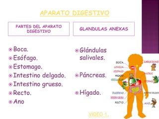 APARATO DIGESTIVO 
PARTES DEL APARATO 
DIGESTIVO GLANDULAS ANEXAS 
Boca. 
Esófago. 
Estomago. 
 Intestino delgado. 
 Intestino grueso. 
Recto. 
Ano 
 Glándulas 
salivales. 
Páncreas. 
Hígado. 
VIDEO 1. 
 