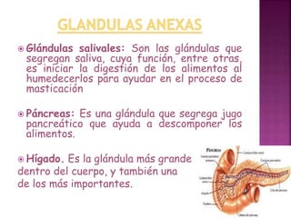  Glándulas salivales: Son las glándulas que 
segregan saliva, cuya función, entre otras, 
es iniciar la digestión de los alimentos al 
humedecerlos para ayudar en el proceso de 
masticación 
 Páncreas: Es una glándula que segrega jugo 
pancreático que ayuda a descomponer los 
alimentos. 
 Hígado. Es la glándula más grande 
dentro del cuerpo, y también una 
de los más importantes. 
 