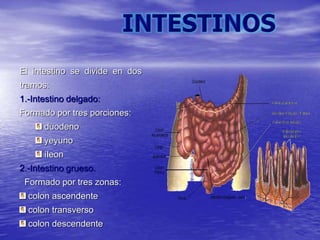 El intestino se divide en dos
tramos:
1.-Intestino delgado:
Formado por tres porciones:
duodeno
yeyuno
íleon
2.-Intestino grueso.
Formado por tres zonas:
colon ascendente
colon transverso
colon descendente
 