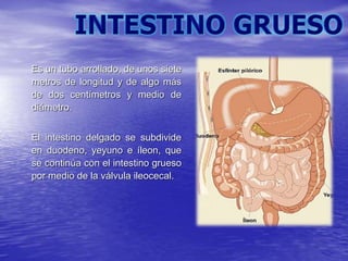 Es un tubo arrollado, de unos siete
metros de longitud y de algo más
de dos centímetros y medio de
diámetro.
El intestino delgado se subdivide
en duodeno, yeyuno e íleon, que
se continúa con el intestino grueso
por medio de la válvula ileocecal.
 