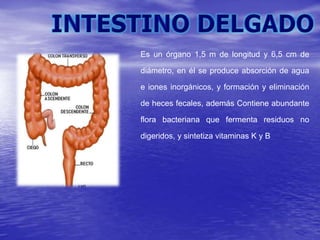 Es un órgano 1,5 m de longitud y 6,5 cm de
diámetro, en él se produce absorción de agua
e iones inorgánicos, y formación y eliminación
de heces fecales, además Contiene abundante
flora bacteriana que fermenta residuos no
digeridos, y sintetiza vitaminas K y B
 