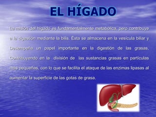 La misión del hígado es fundamentalmente metabólica, pero contribuye
a la digestión mediante la bilis. Ésta se almacena en la vesícula biliar y
Desempeña un papel importante en la digestión de las grasas,
Contribuyendo en la división de las sustancias grasas en partículas
más pequeñas, con lo que se facilita el ataque de las enzimas lipasas al
aumentar la superficie de las gotas de grasa.
 