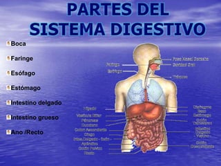 Boca
Faringe
Esófago
Estómago
Intestino delgado
Intestino grueso
Ano /Recto
 